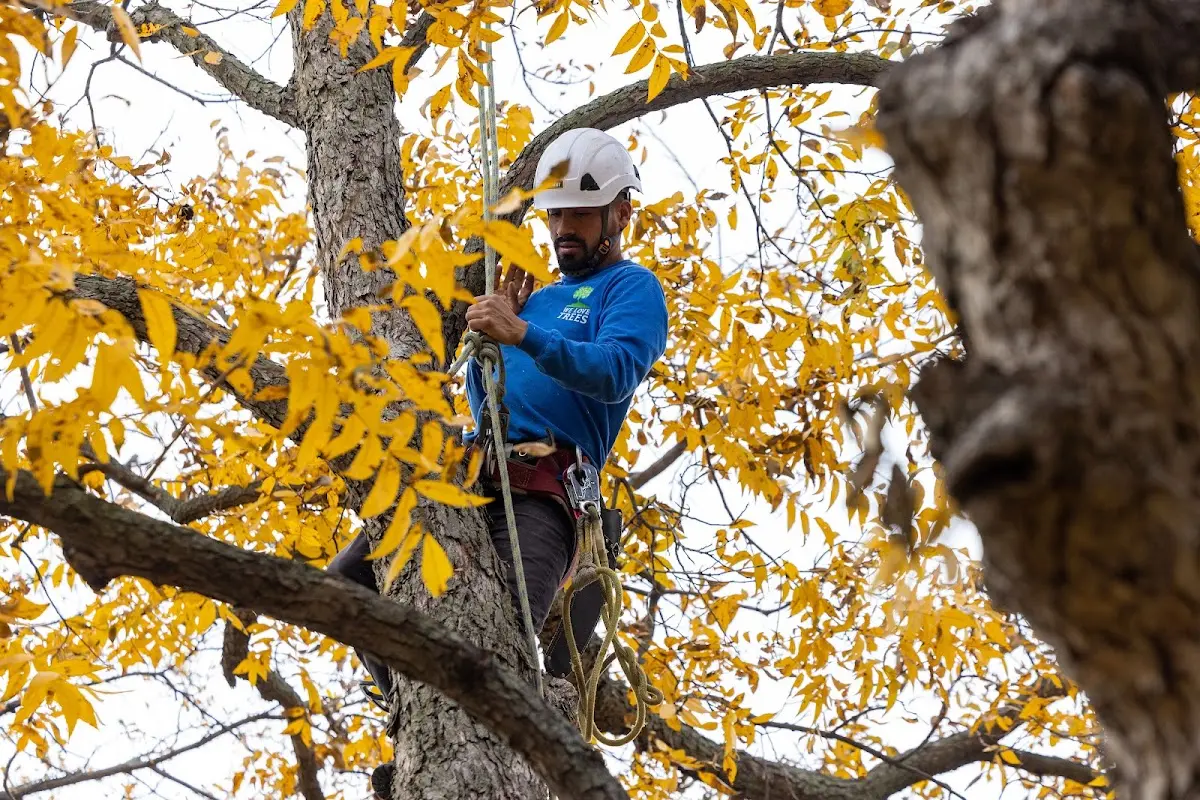 Skilled Tree Planing crew working in Lomira